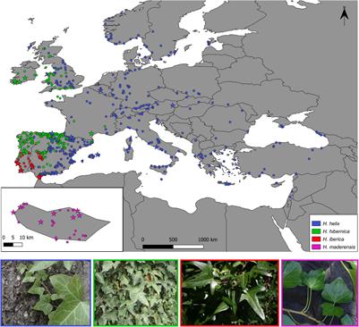 Climatic niche pre-adaptation facilitated island colonization followed by budding speciation in the Madeiran ivy (Hedera maderensis, Araliaceae)